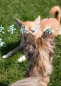 快手媒体平台推广(我想问下快手怎么推广？一文给你解答)