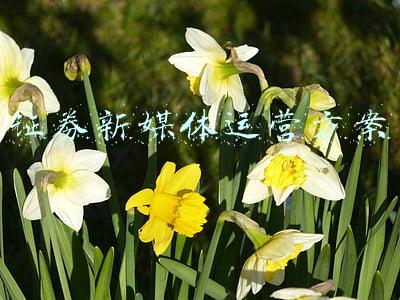 证券新媒体运营方案