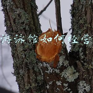 怎样开婴儿游泳馆(婴幼儿游泳馆如何经营)