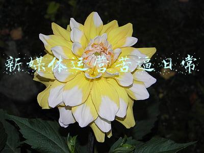 新媒体运营压力大吗(新媒体运营职业前期，写不出好的原创怎么办？)