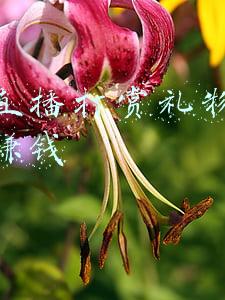 抖音代打赏礼物赚佣金(4人获利1000万，代理流水2000万，电竞博彩有多暴利？)