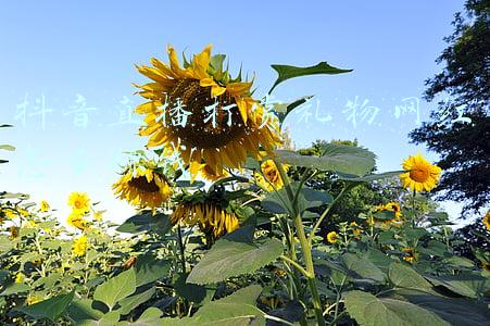 直播打赏礼物(女子半年花430万元打赏男主播，其中挪用公款144万元！只因迷恋其才华……)