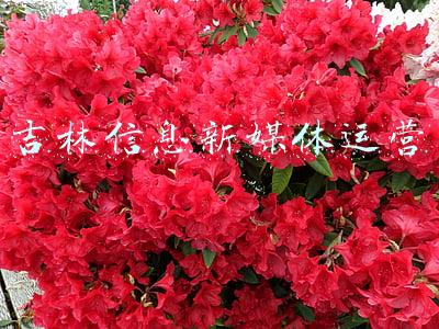 吉林市传媒公司(又一高校领导落马，曾任“211”大学副校长)