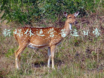 新媒体运营苦逼日常