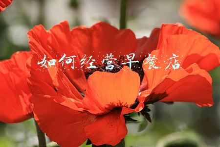 如何开一家早餐店开早餐店注意事项有哪些(如何开一家早餐店?开早餐店注意事项有哪些?)