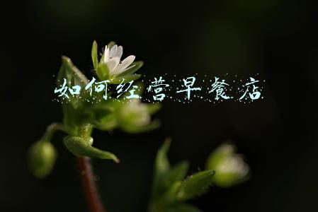 早餐店运营方案-早餐店经营方案
