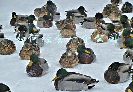 如何经营一个公司