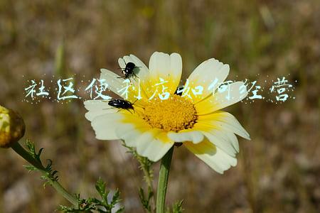 如何开社区便利店硬装怎么折价：如何开社区便利店