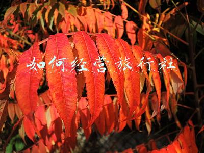 如何经营旅行社门店；旅行社怎么经营