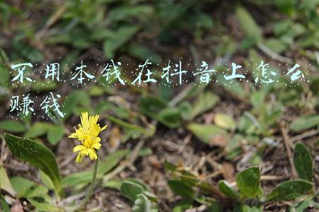 不用本钱在抖音上怎么赚钱