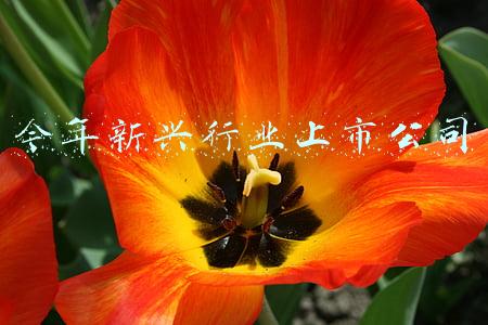 新兴上市公司(最新市值500强：TOP20大洗牌台积电首居第一，这些公司上榜了（名单）)