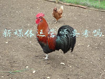 新媒体运营师要考吗