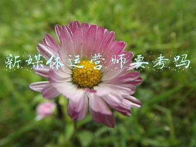 新媒体运营师考试报名平台(头条学堂招募签约讲师啦！丰厚课酬和福利等你拿)