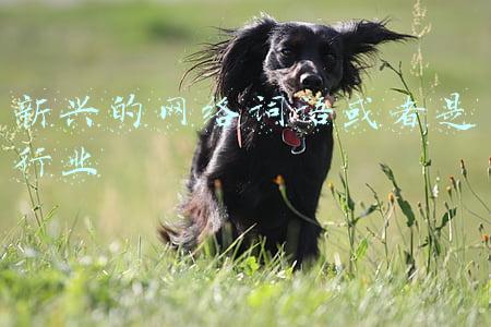 新兴的网络词语或者是行业