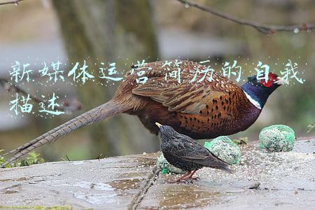 新媒体运营简历的自我描述