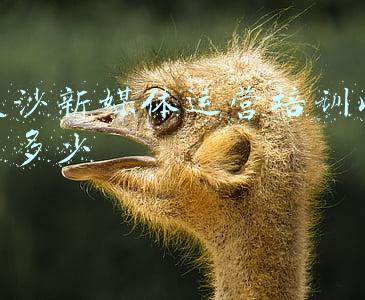 星沙新媒体运营培训收费多少