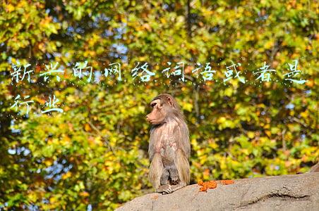 新兴的网络词语或者是行业