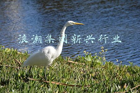 浪潮集团新兴行业