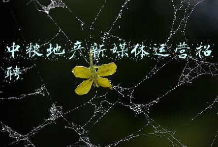 中粮地产新媒体运营招聘