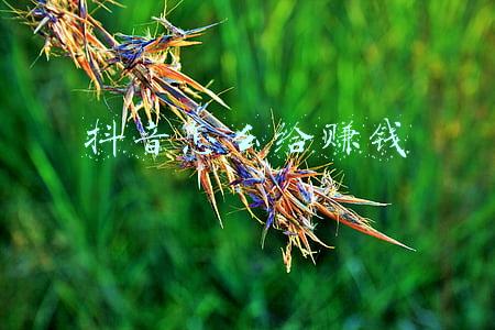 抖音怎样能赚钱(抖音如何赚钱？抖音五种变现方式)