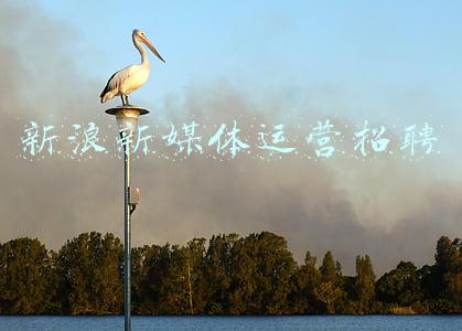 招聘新媒体运营招聘(芒果TV、《时尚芭莎》、微博舞蹈招聘新媒体人才啦！|求贤令)