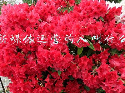 新媒体运营的人叫什么