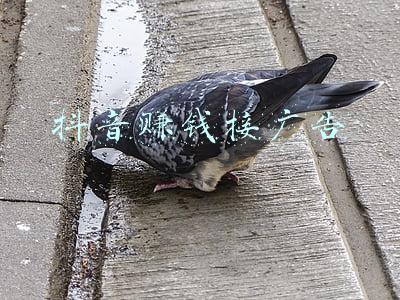 抖音赚钱接广告