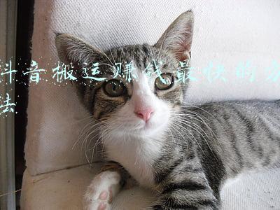 抖音搬运赚钱最快的方法