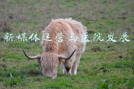 新媒体运营与医院发展