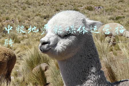中粮地产最新消息(中粮地产负债率超85% 关联方借款利息收益4亿)