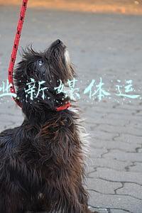 it桔子等媒体(IT 桔子分析团队招人啦)