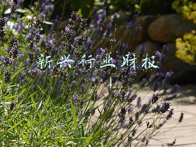 新兴行业财报