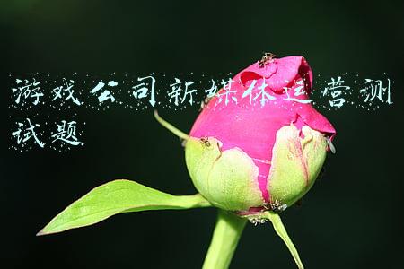 游戏公司新媒体运营测试题