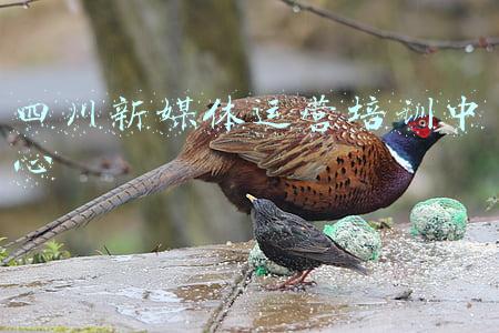 四川新媒体运营培训中心