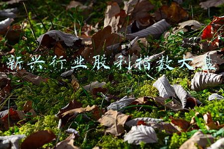 新兴行业股利指数大盘