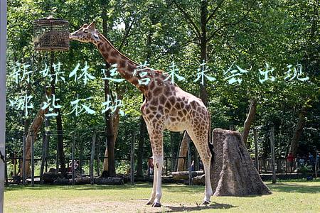 新媒体运营未来会出现哪些板块