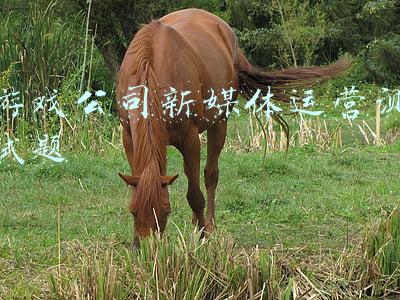 游戏公司新媒体运营测试题