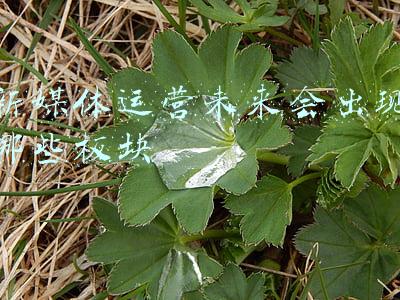 新媒体运营未来会出现哪些板块