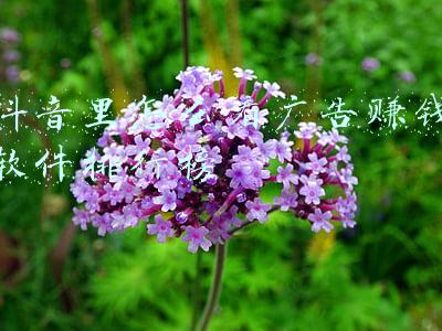 抖音里怎么看广告赚钱软件排行榜
