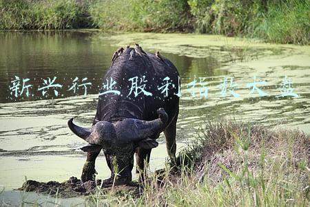 新兴行业股利指数大盘