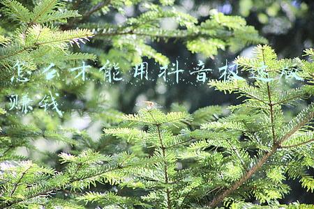 快手极速版真能赚钱吗(快手极速版真的能赚钱？有人已赚3000+)