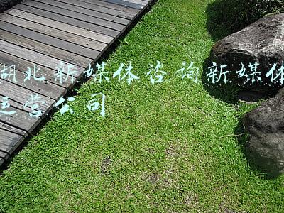 武汉新媒体公司(武汉市委原书记马国强，已成为湖北省人大常委会党组成员)