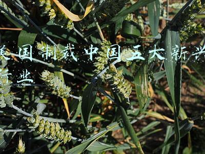 美国制裁中国五大新兴行业