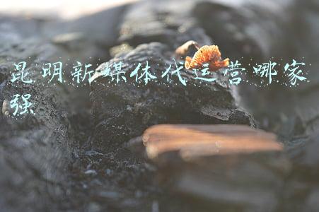 昆明新媒体代运营哪家强