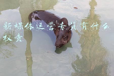 新媒体运营专员招聘(「精英招募」云南电信新媒体，薪资6000元)