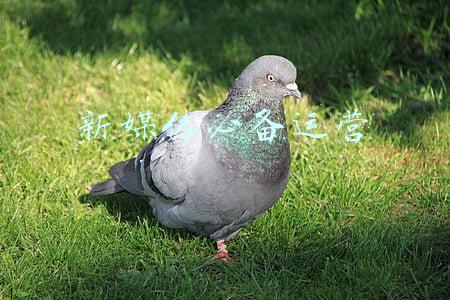 新媒体必备运营