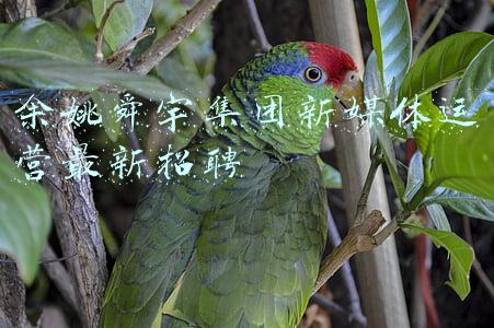 余姚舜宇集团新媒体运营最新招聘