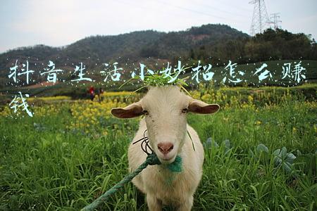 抖音生活小妙招怎么赚钱