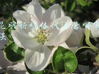 昆明新媒体代运营哪家强
