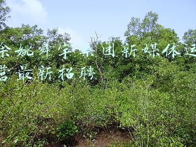 余姚舜宇集团普工月薪(舜宇光学上半年营收增速创近5年新低，高端手机销量不佳拖了后腿)